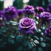 naturaleza botánico jardín púrpura Rosa flor, corto dof borroso fondo, ai generativo foto