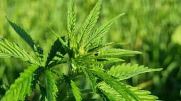 The top of a young hemp in a field on a green beautifully blurred background. Side view. Agriculture. video