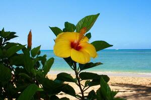 Blossoming yellow hibiscus flower and blue ocean photo