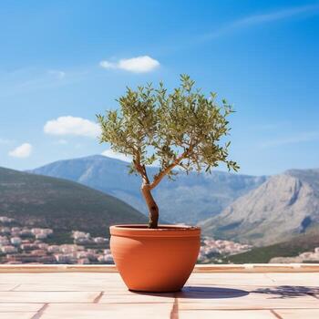 Olive tree in terra cotta clay pot on white terrace under clear blue sky with beautiful mountains view photo