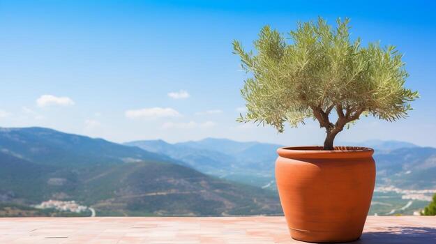 Olive tree in terra cotta clay pot on white terrace under clear blue sky with beautiful mountains view photo