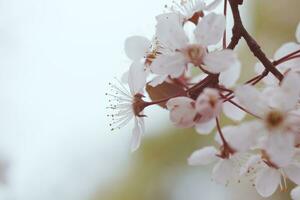 Cereza florecer o sakura flor en naturaleza antecedentes. foto