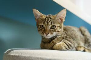 pequeño marrón atigrado gatito linda animales en casa. foto