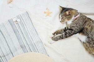 Cat  relaxing on beach Summer holiday vacation and travel concept background for copy space photo