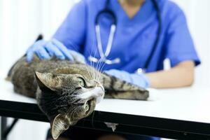 gato en examen mesa de veterinario clínica. veterinario cuidado. veterinario médico y gato. foto