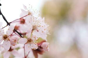 Cereza florecer o sakura flor en naturaleza antecedentes. foto