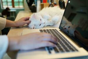 mujer trabajando desde hogar con gato. gato dormido en el ordenador portátil teclado. asistente gato trabajando a ordenador portátil foto