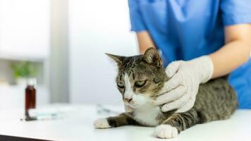 Vet surgeon. Cat on examination table of veterinarian clinic. Veterinary care. Vet doctor and cat photo