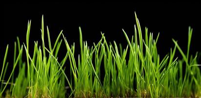 Sprouts of green wheat grass on black background. photo