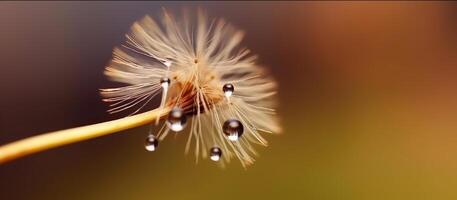 Shiny dew water drop on dandelion in bokeh background. Close-up macro dandelion seed. Generative AI photo