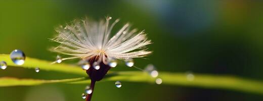 capturar el elegancia de un diente de león semilla con un reluciente Rocío agua soltar en un bokeh ajuste. generativo ai foto