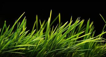 Embracing the Promise of Freshness with Sprouts of Green Wheat Grass on black background. photo