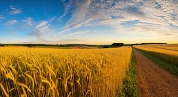 Breathtaking Panorama of a Wheat Field in the Morning Light. Generative AI photo