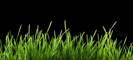 Sprouts of green wheat grass on black background. photo