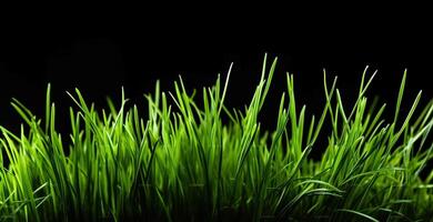 Embracing the Promise of Freshness with Sprouts of Green Wheat Grass on black background. photo