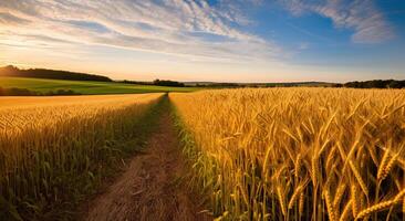 Breathtaking Panorama of a Wheat Field in the Morning Light. Generative AI photo