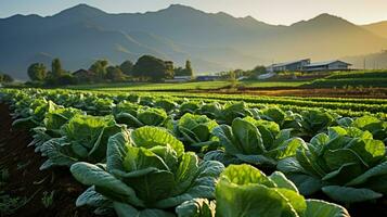 Field of organic lettuce growing in a sustainable farm with beautiful mountains in morning. Generative AI photo