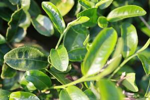 verde té hojas en un té plantación de cerca, parte superior de verde té hoja en el Mañana foto