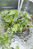 Wash the salad greens photo