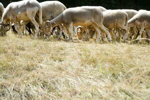 Flock of sheep grazing photo