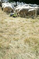 Flock of sheep grazing photo