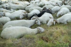 rebaño de ovejas pastando foto