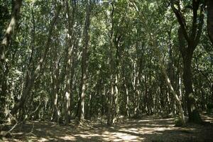 bosque en el Mediterráneo costa foto