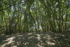 bosque en el Mediterráneo costa foto