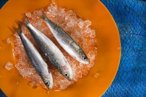 Fresh anchovies on a bed of ice photo
