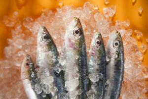 Fresh anchovies on a bed of ice photo