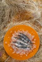 anchoas frescas sobre una cama de hielo foto