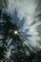 Sunbeams in the forest photo