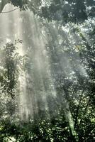 rayos de sol en el bosque foto