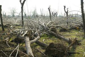 a field of trees photo