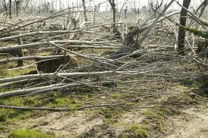 a field of trees photo