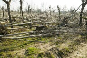 a field of trees photo