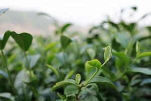 verde té hojas en un té plantación de cerca, parte superior de verde té hoja en el Mañana foto