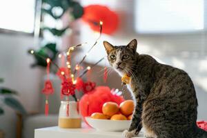 Cat prepare Chinese New Year Celebrations at home. cute domestic shorthair cat putting traditional pendant to the Chinese Lunar New Year for good luck. Chinese word means blessing photo