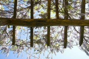 The flower of wisteria photo