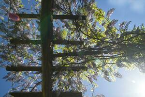 The flower of wisteria photo