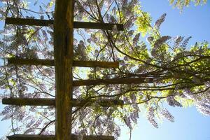 The flower of wisteria photo