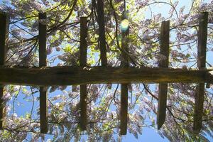 The flower of wisteria photo