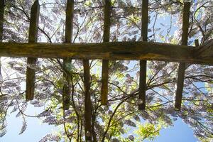 The flower of wisteria photo