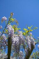 The flower of wisteria photo
