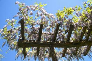 el flor de glicina foto