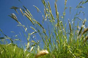 a grassy field with a blue sky in the background photo