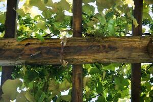 Pergola with vines photo