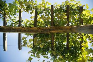 Pergola with vines photo