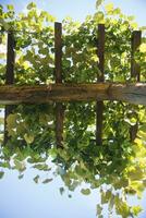 Pergola with vines photo
