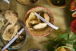 a table with many different types of mushrooms photo